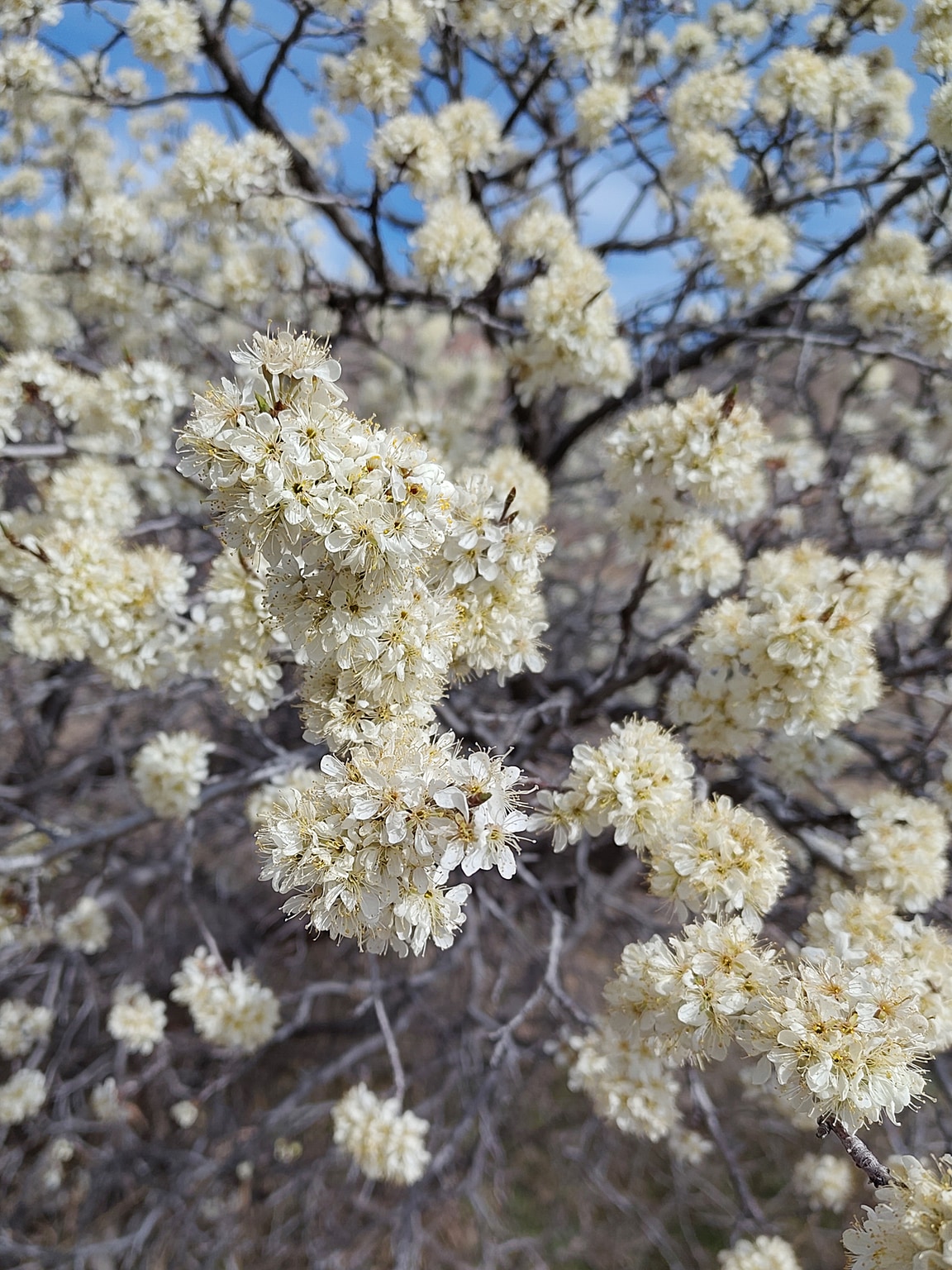 Flowering wild plum bush Clusters of white blossoms with thin yellow pollen stems emerging from the center.