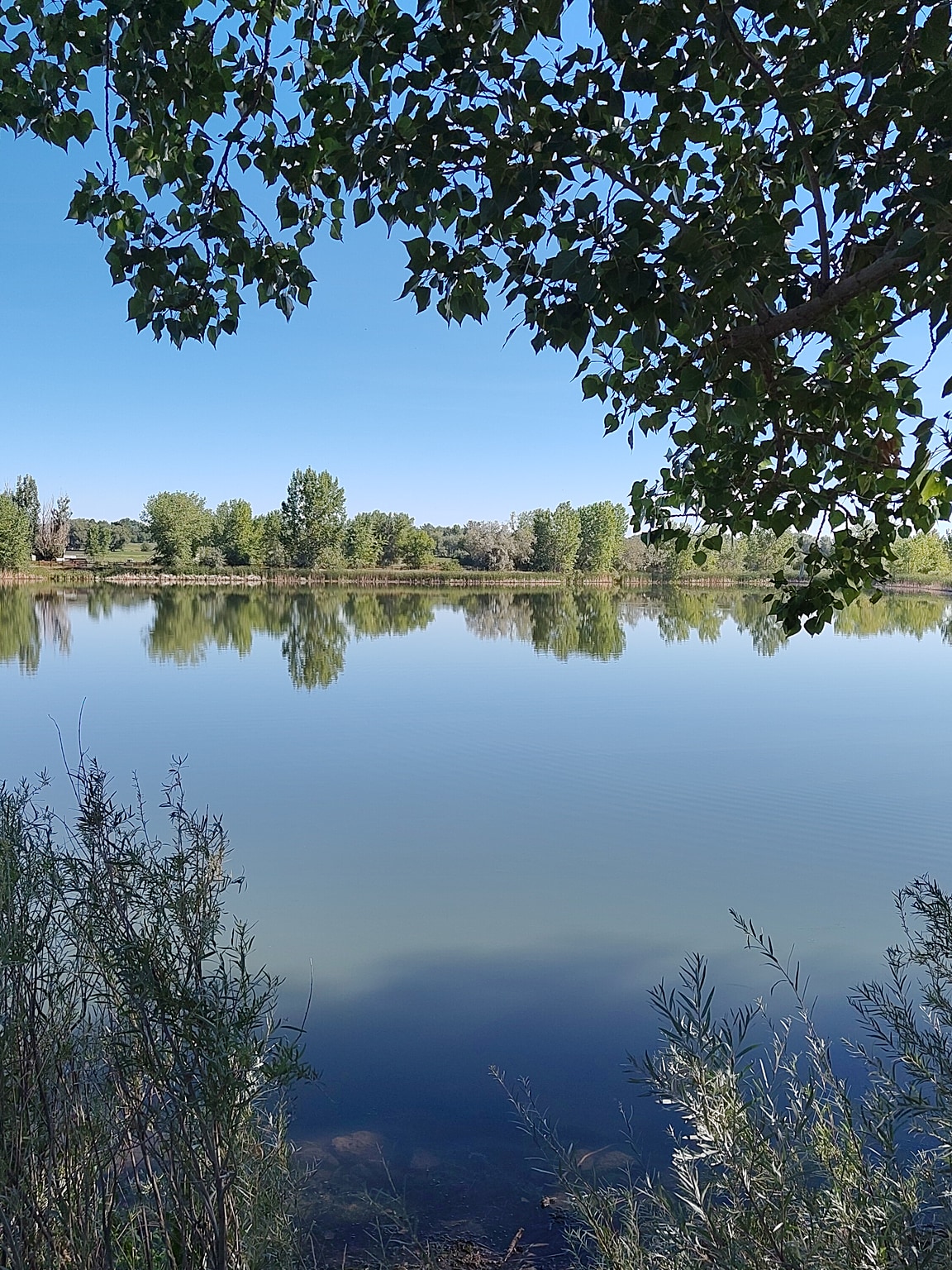 Looking across the mirror-like surface of a pond. In the foreground, the leaves of a tree branch reach across the top of the photo, providing shadow from the sunlit blue sky above, and thin-leaved bushes reach up from the shoreline. The far side of the pond is lined with trees that are reflected on the surface of the pond.